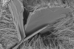 Immagine-al-Microscopio-Elettronico-a-Scansione