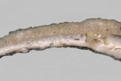 stratigrafia-immagine-stereomicroscopio